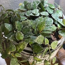 Photo of the plant species Hoya 'Eskimo' by @DeanAngelrope45 named Morgan Treeman on Greg, the plant care app