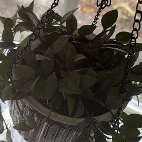 Photo of the plant species Hoya 'Eskimo' by @DeanAngelrope45 named Denali on Greg, the plant care app