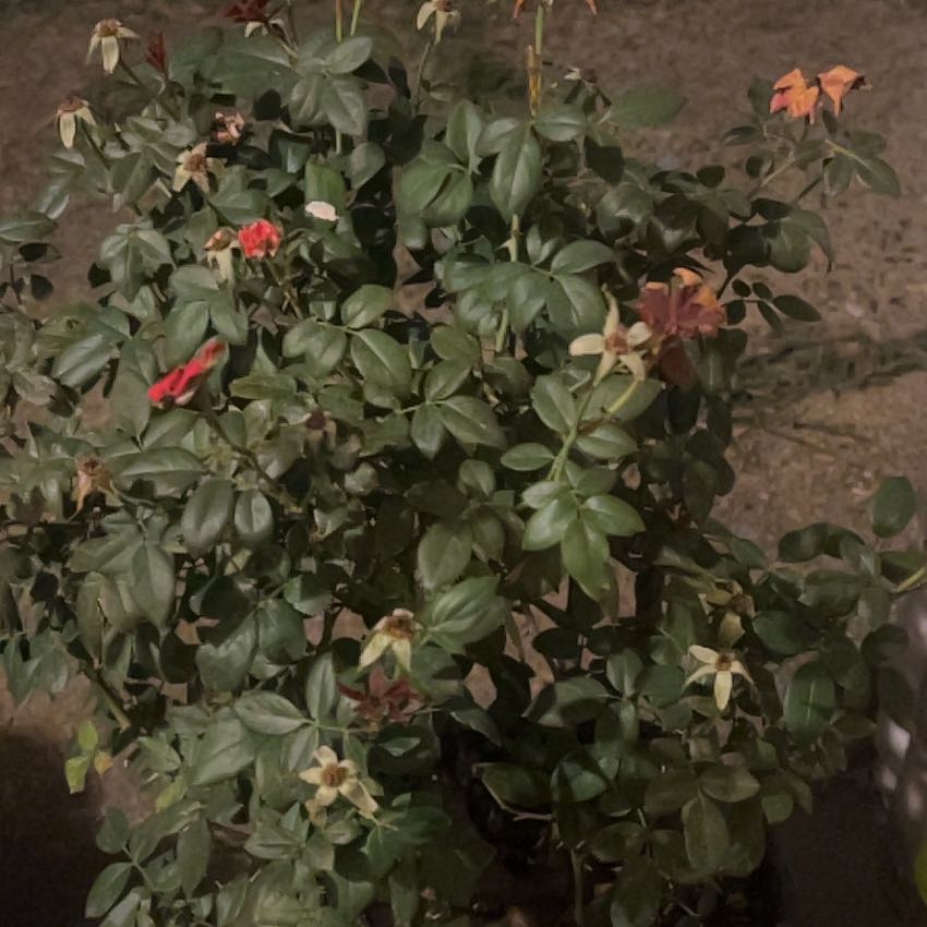 Photo of the plant species Double knock out rose by @SensitiveCacto4 named Sheebah on Greg, the plant care app