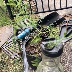 Photo of the plant species Cypress Vine by @AmyLynnMatthews named Kendall on Greg, the plant care app