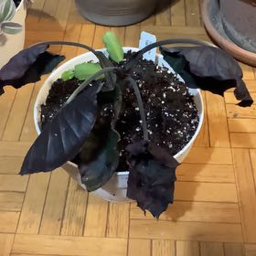 The Complete Alocasia Kapit Black Panther Plant Care Guide: Water