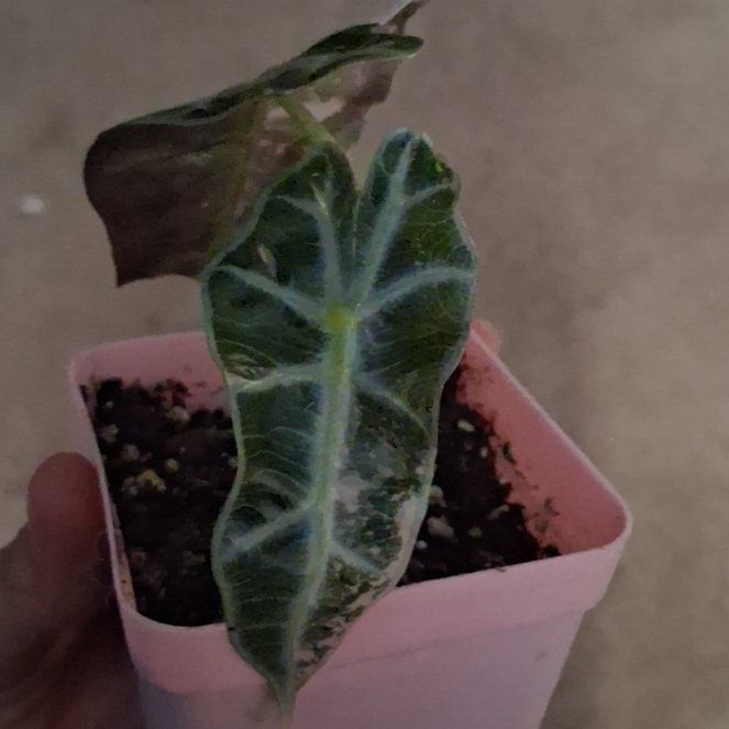 Photo of the plant species Alocasia Amazonica Pink Polly by @JessGiff1111 named Aristotle on Greg, the plant care app