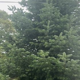 Photo of the plant species Silver Fir by @ElderSandleek named Huckleberry Fern on Greg, the plant care app