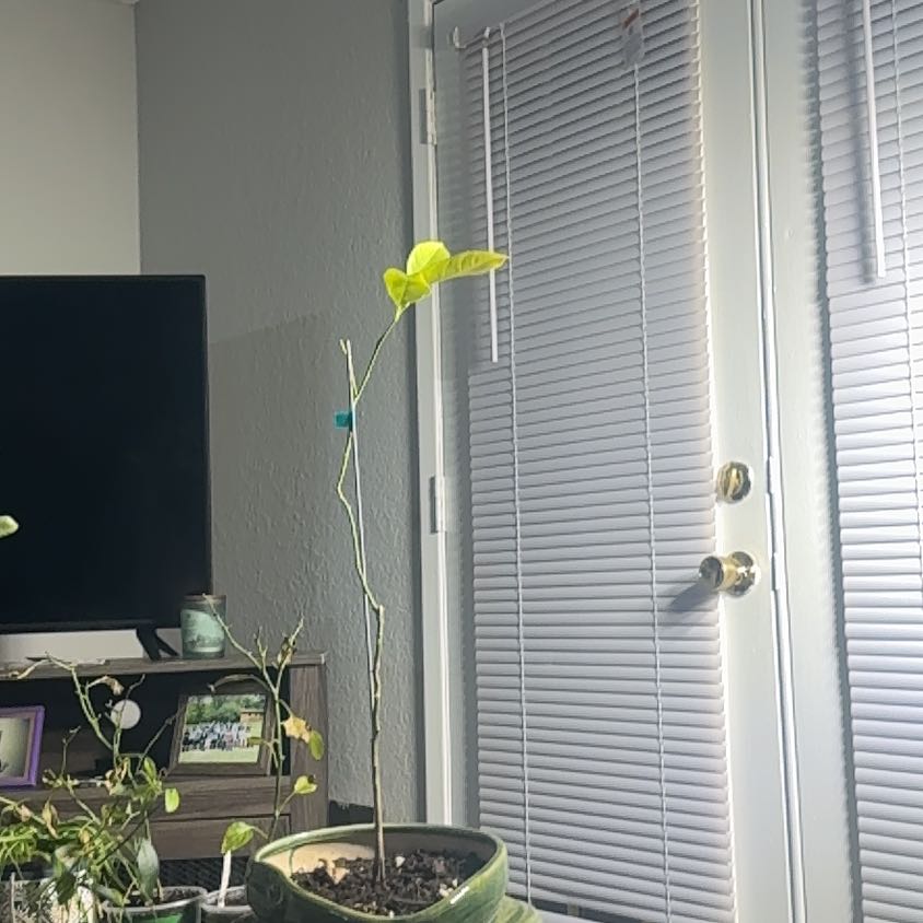 Photo of the plant species Dwarf Lemon Tree by @HonoredAlula10 named Ulysses S Plant on Greg, the plant care app