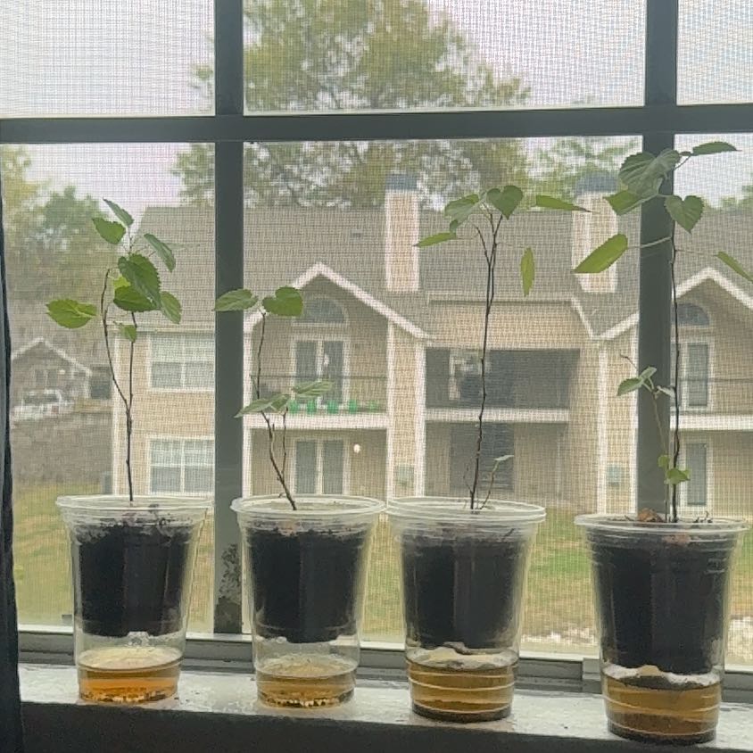 Photo of the plant species Black Mulberry by @HonoredAlula10 named Scarlett on Greg, the plant care app