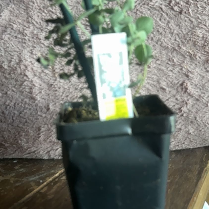 Photo of the plant species Eucalyptus by @HonoredAlula10 named Luna on Greg, the plant care app