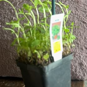 Photo of the plant species Mint by @HonoredAlula10 named Eva on Greg, the plant care app