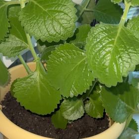 Photo of the plant species Dwarf Oregano by @CoherentJonquil named Umi on Greg, the plant care app