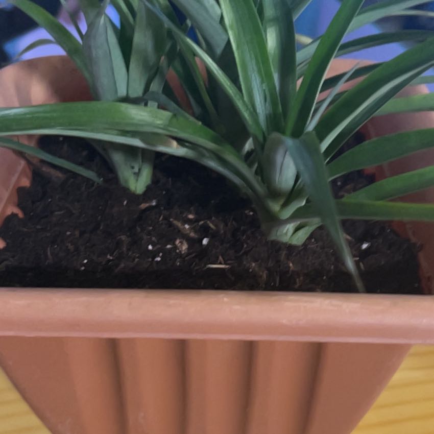 Photo of the plant species Yucca elephantipes 'Jewel' by @Eye_like_plants named Emerson on Greg, the plant care app