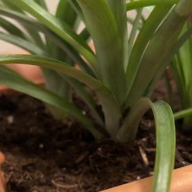 Photo of the plant species Spineless yucca by @Eye_like_plants named Ronaldo on Greg, the plant care app