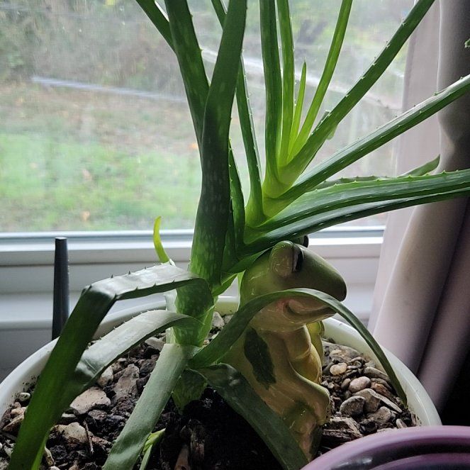 Aloe Ho