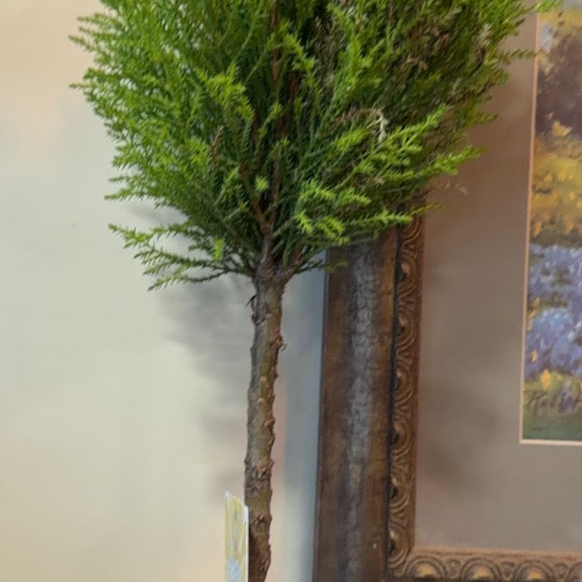 Photo of the plant species Lemon Cypress by @LuckyDaisy38 named Sproutacus on Greg, the plant care app