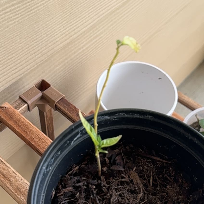 Photo of the plant species Tobasco Pepper by @PetWoodfern73 named Sherlock on Greg, the plant care app
