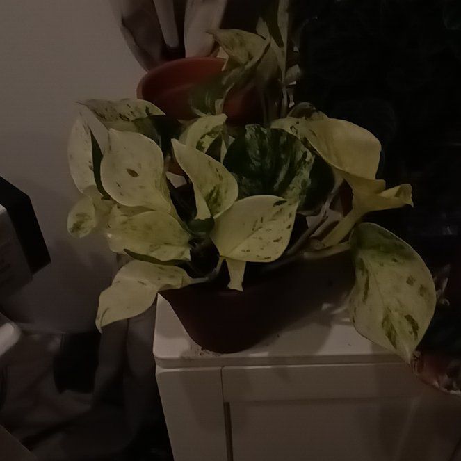 Photo of the plant species Epipremnum 'Happy Leaf' by @RichWoreya58 named Planty on Greg, the plant care app