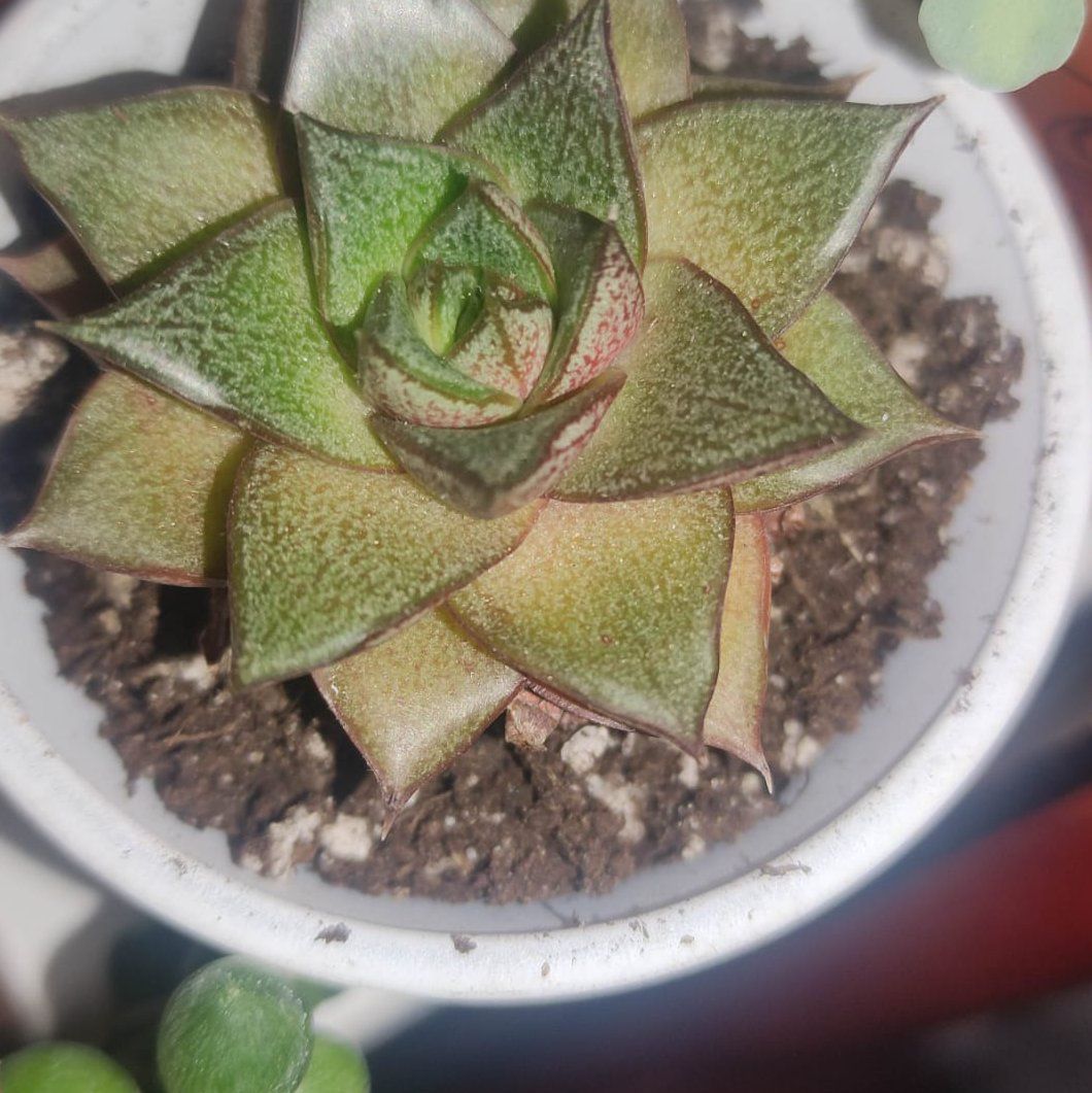 Photo of the plant species Urbinia Purpusii by @RichWoreya58 named Purposorum on Greg, the plant care app