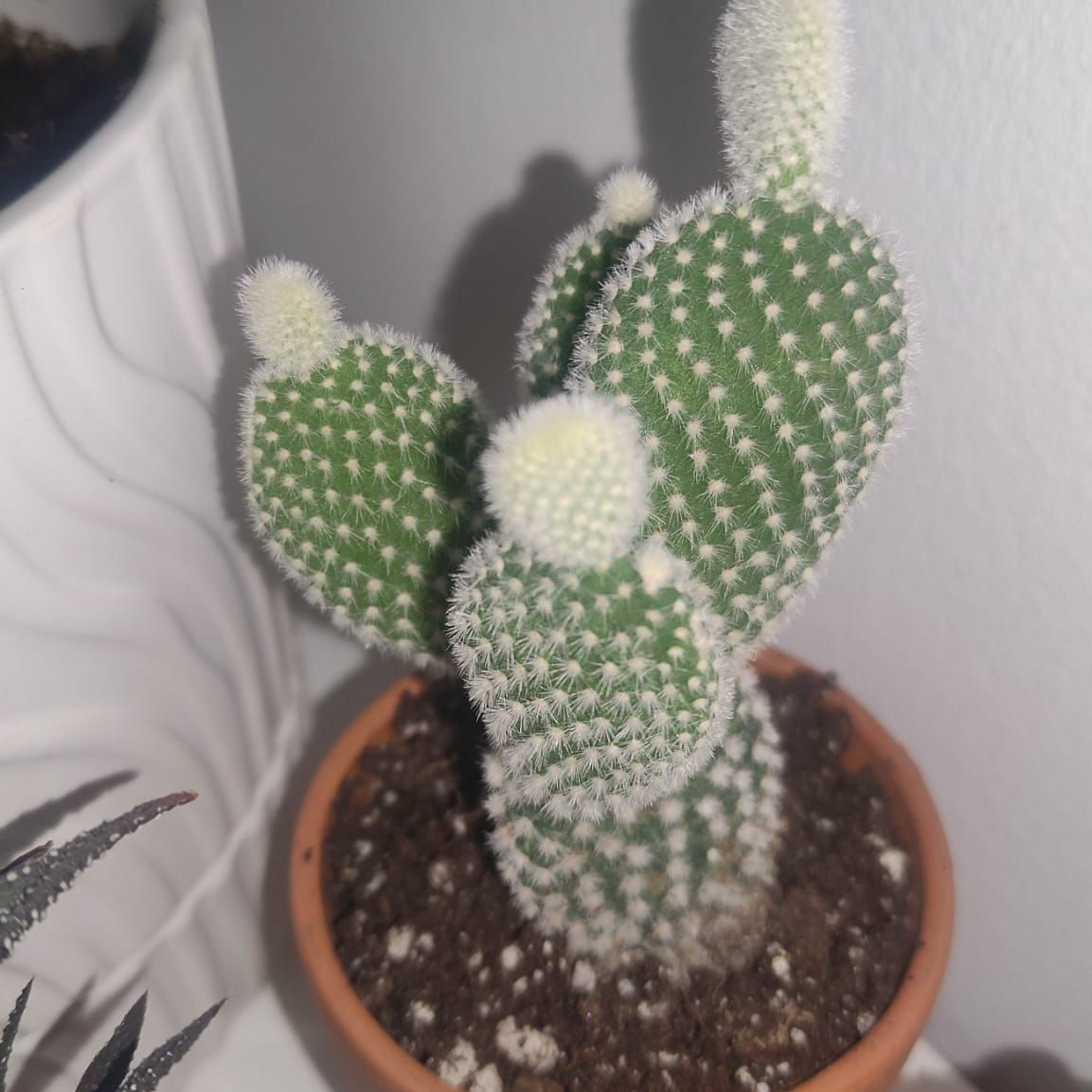 Photo of the plant species Snow Prickly Pear by @RichWoreya58 named Pipi on Greg, the plant care app