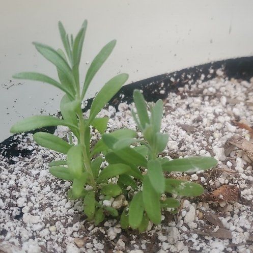 Photo of the plant species Sweet Alyssum by @TastyMendoza38 named Mando on Greg, the plant care app