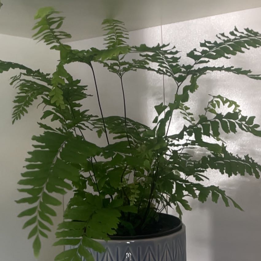 Photo of the plant species Bronze Venus Maidenhair Fern by @LuckyRose57 named Prince on Greg, the plant care app