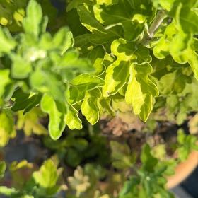 Photo of the plant species Dwarf Chapparal-Broom by @TrustyRhodora named Ulysses S Plant on Greg, the plant care app