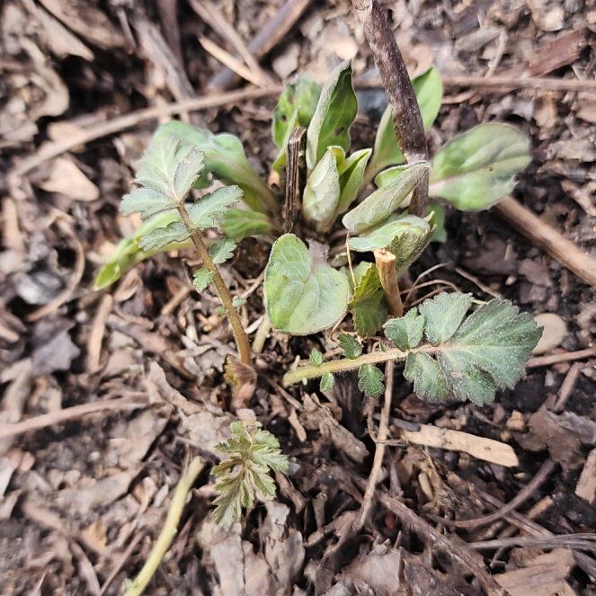 Photo of the plant species White Avens by @HotTawapou52 named Marilyn on Greg, the plant care app