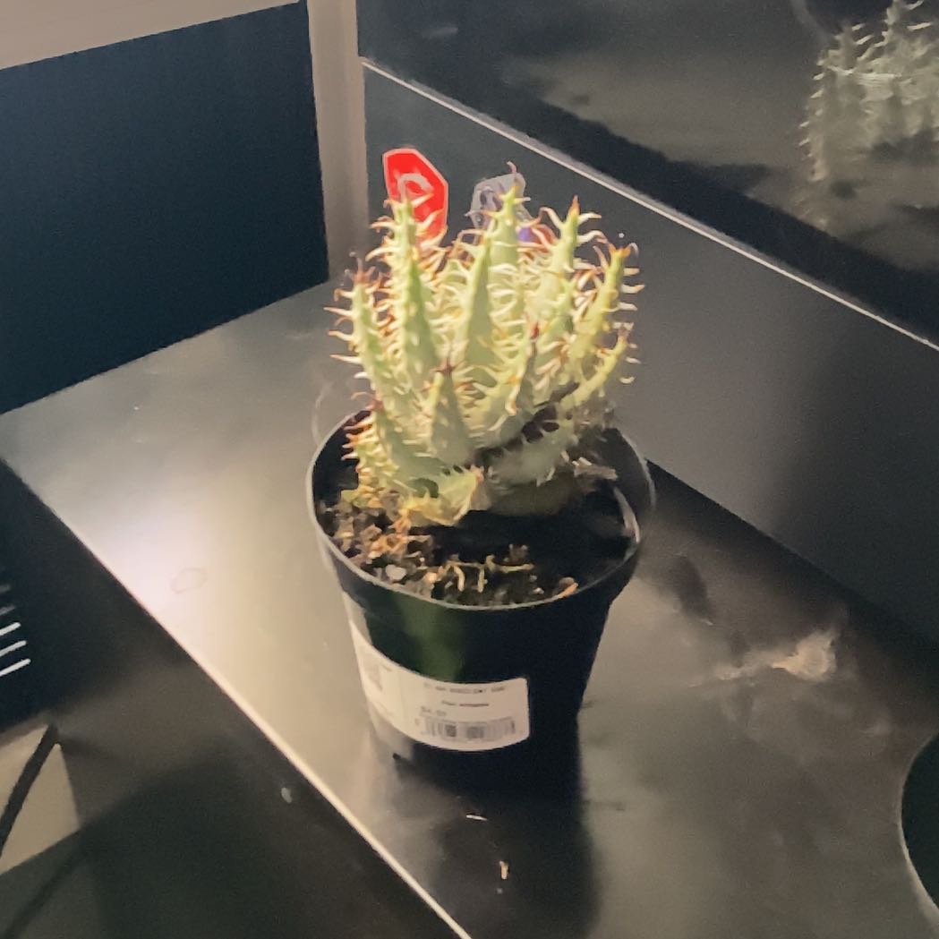 Photo of the plant species Aloe Erinacea by @TopOrchids8 named Morgan Treeman on Greg, the plant care app