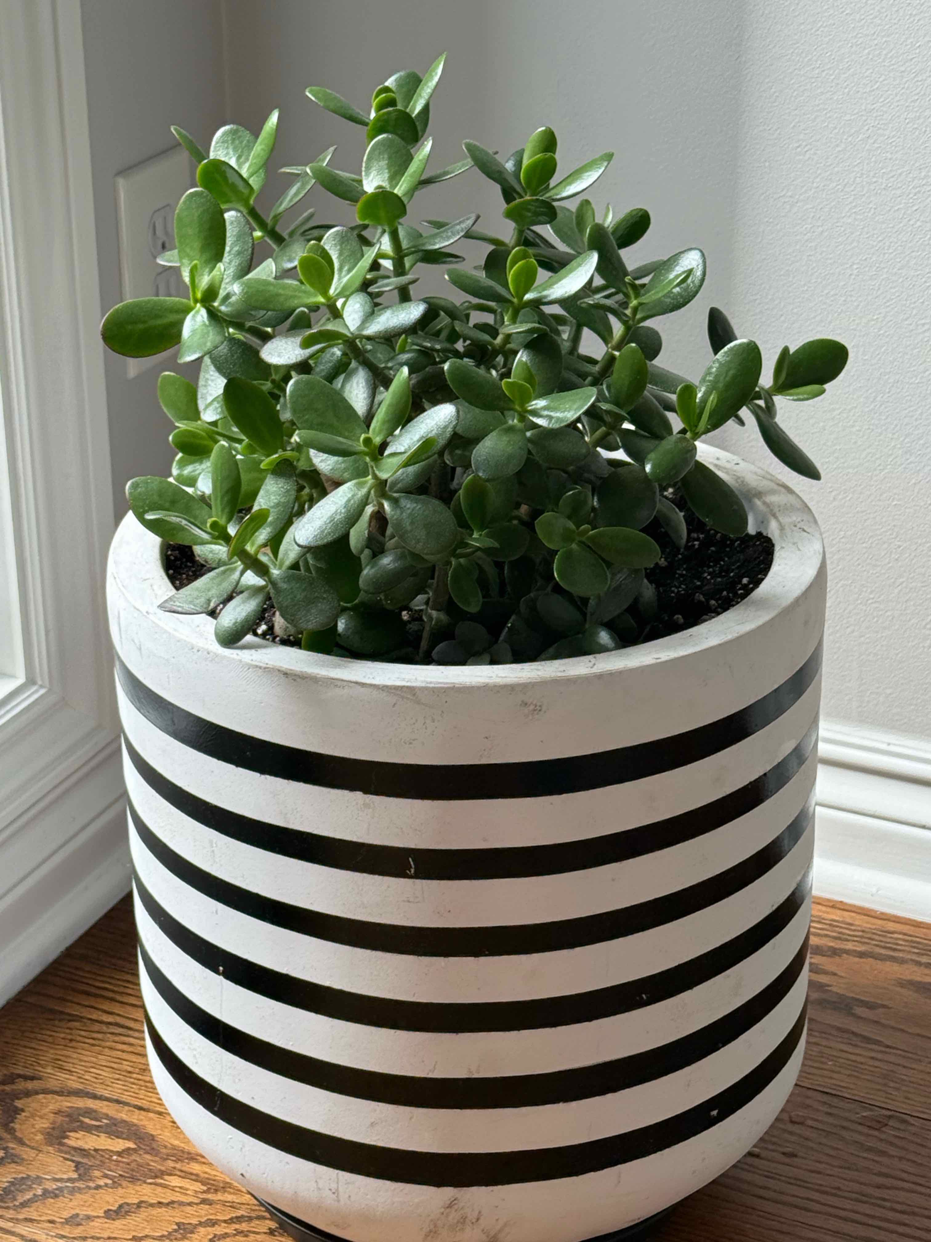 Lucky Plant plant photo by @Nerskine named Valjean on Greg, the plant care app.