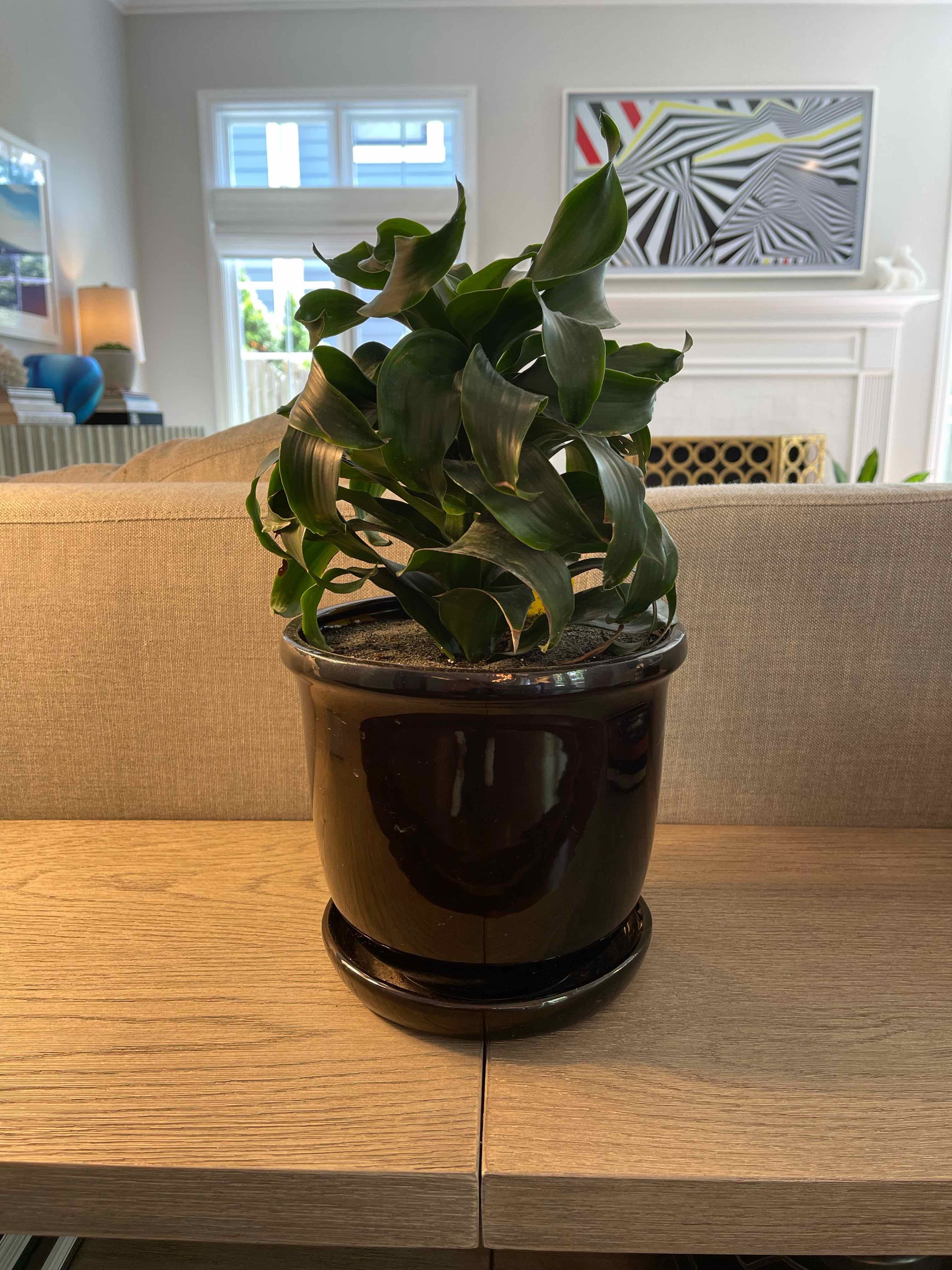 Dracaena 'Tornado' plant in a black pot on a wooden surface, appears healthy.