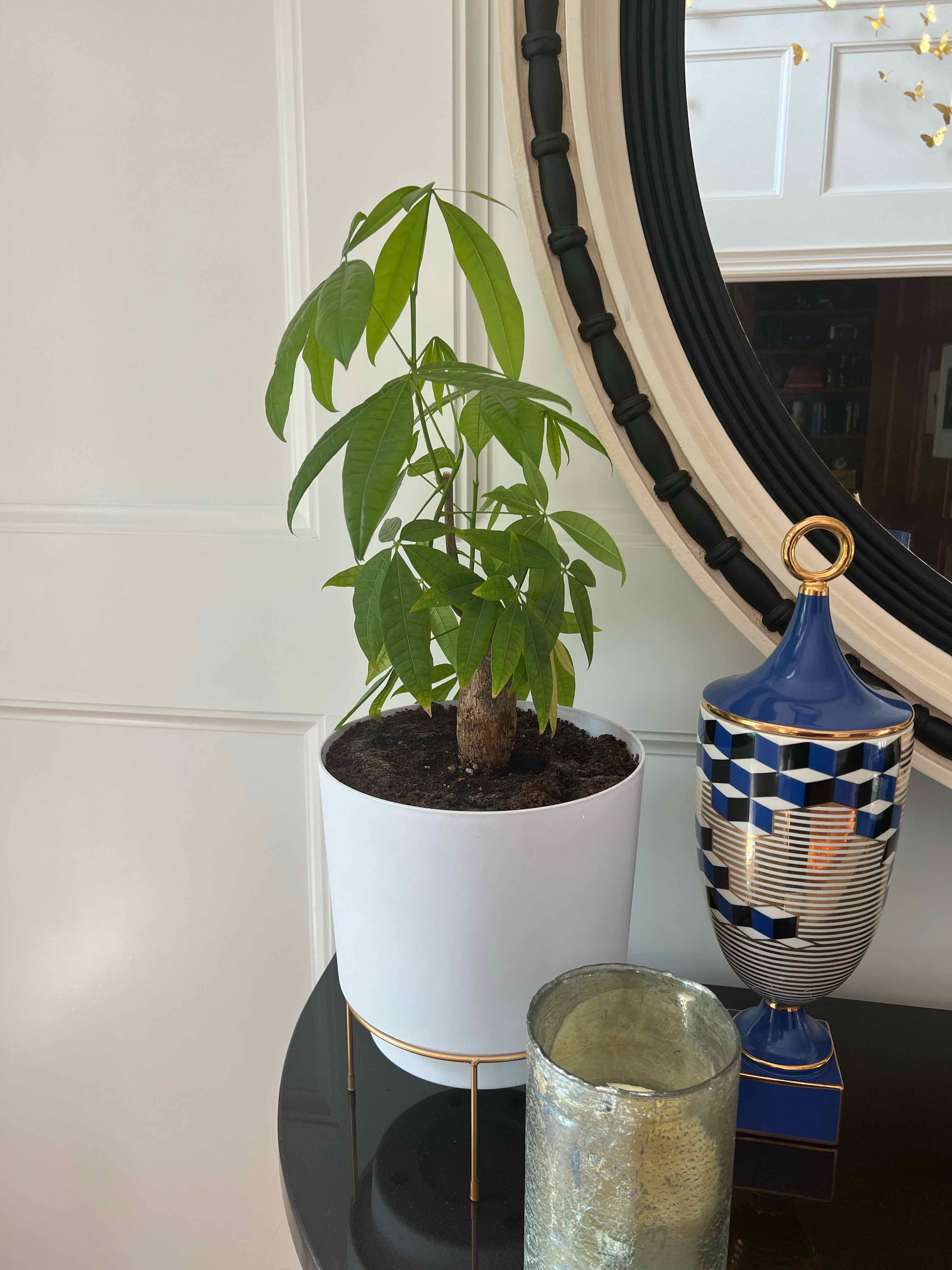 Money Tree plant photo by @Nerskine named Marius on Greg, the plant care app.