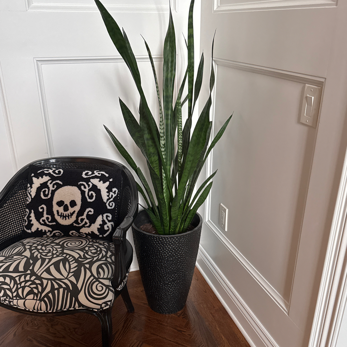 Snake Plant plant photo by @Nerskine named A. Burr on Greg, the plant care app.