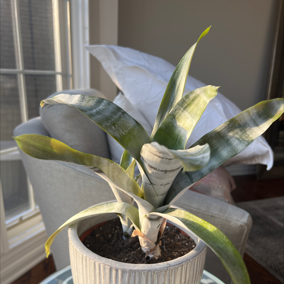Urn Plant plant photo by @Nerskine named Pinky Blinders on Greg, the plant care app.