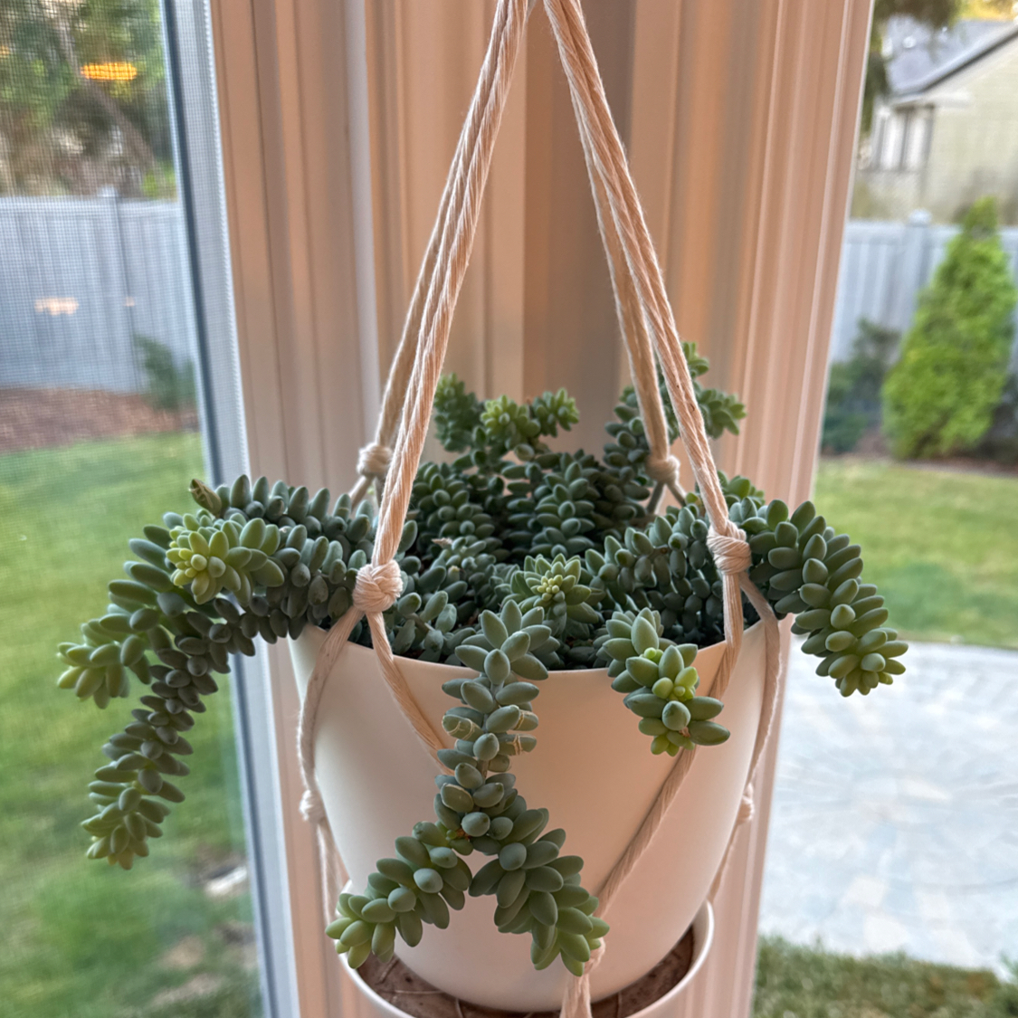 Burro's Tail plant photo by @Nerskine named Capt. von Trapp on Greg, the plant care app.