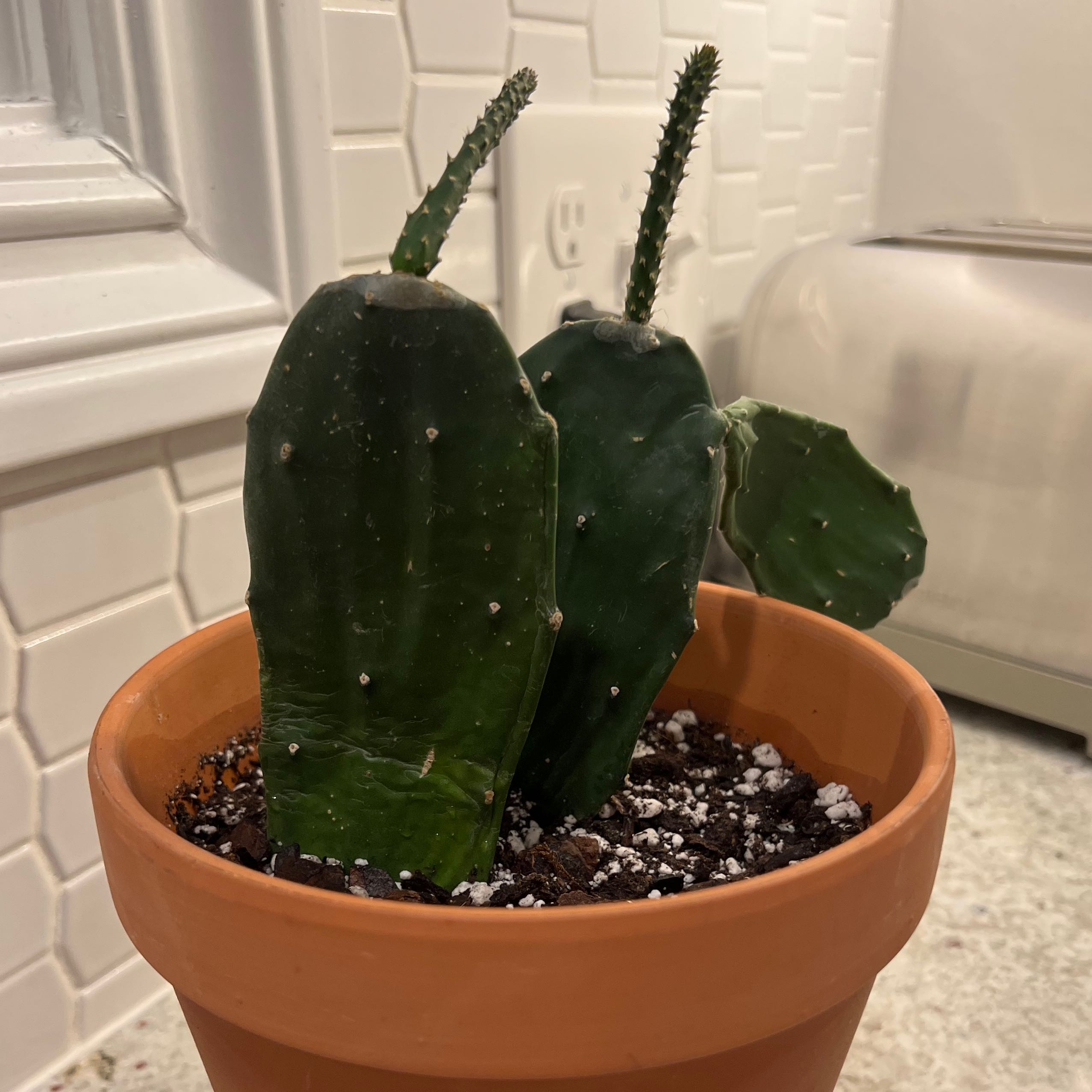 Smooth Prickly Pear plant in a terracotta pot with visible soil, well-framed and in focus.