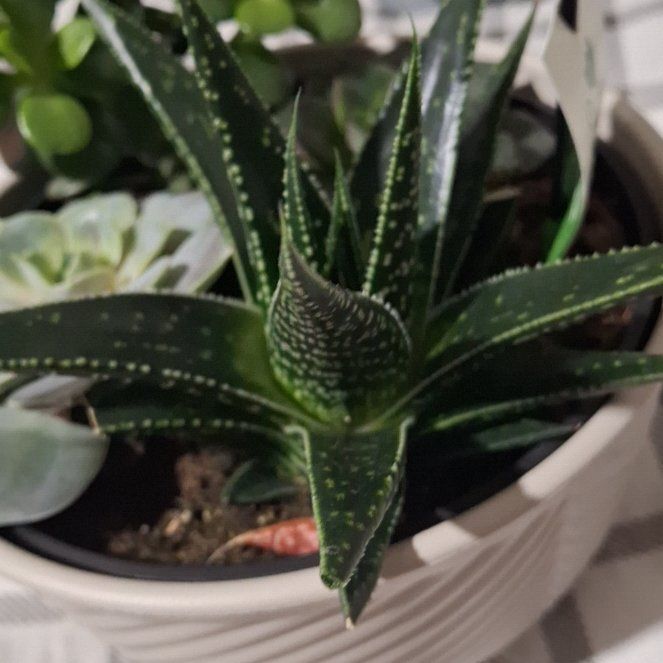 Photo of the plant species Gasteraloe 'Zimflora' by @AthletePlain76 named Pokey on Greg, the plant care app