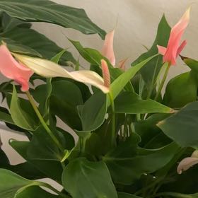 Photo of the plant species Lilac Anthurium by @RestfulGinger69 named Maya on Greg, the plant care app