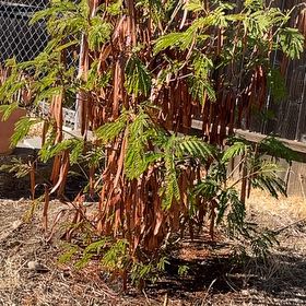Photo of the plant species Coffee Bush by @kellzbellzz named Luna on Greg, the plant care app