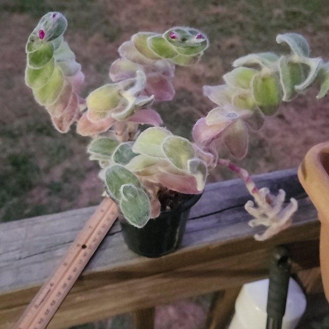 Photo of the plant species Kitten Ears by @IntrepidTievine named Scarlett on Greg, the plant care app