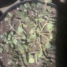 Photo of the plant species Chinese Sedum by @LadyLentil98 named Xena on Greg, the plant care app