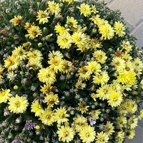 Photo of the plant species Mums by @FitBucaneve41 named Bigleef Smalls on Greg, the plant care app