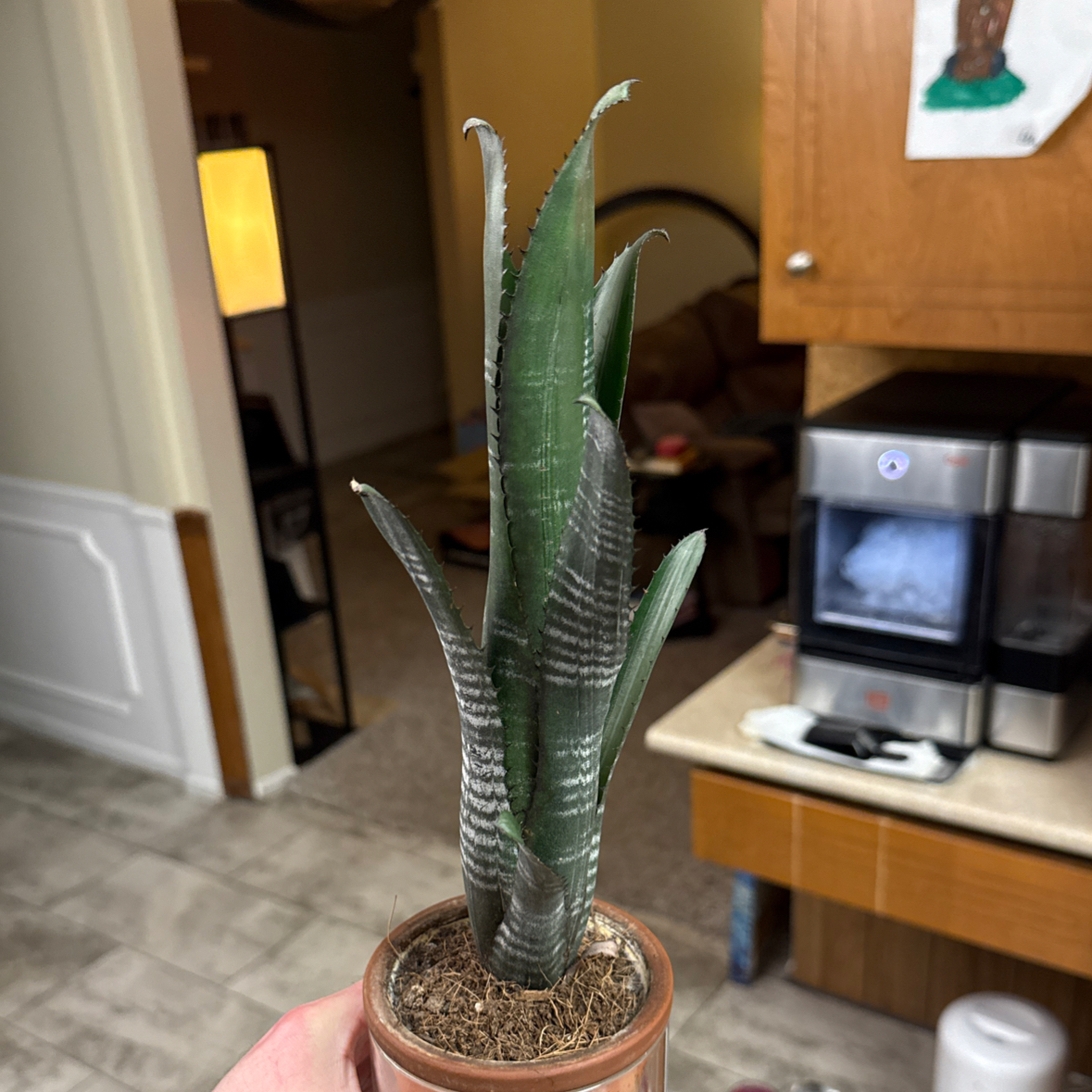Photo of the plant species Darth Vader Bromiliad by Adam named James Earl on Greg, the plant care app