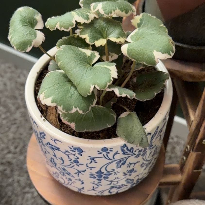 Photo of the plant species Pink Alumroot by @ChirpyRuby68 named Björn on Greg, the plant care app