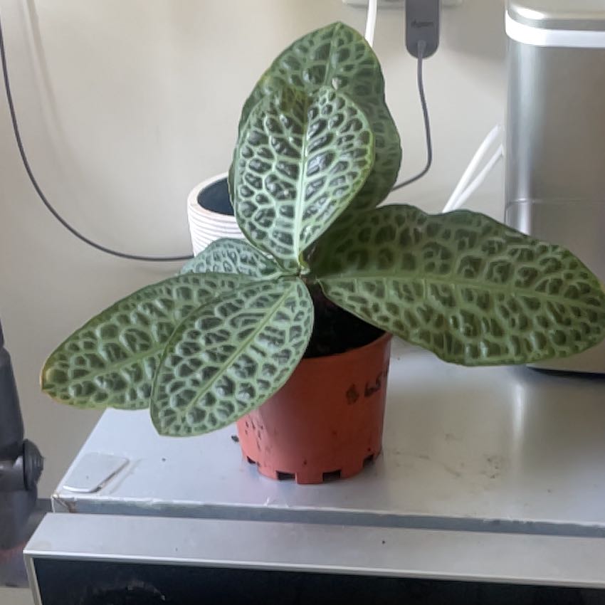 Photo of the plant species Labisia Turtle Back by @SirBlackhoya23 named Kylie on Greg, the plant care app
