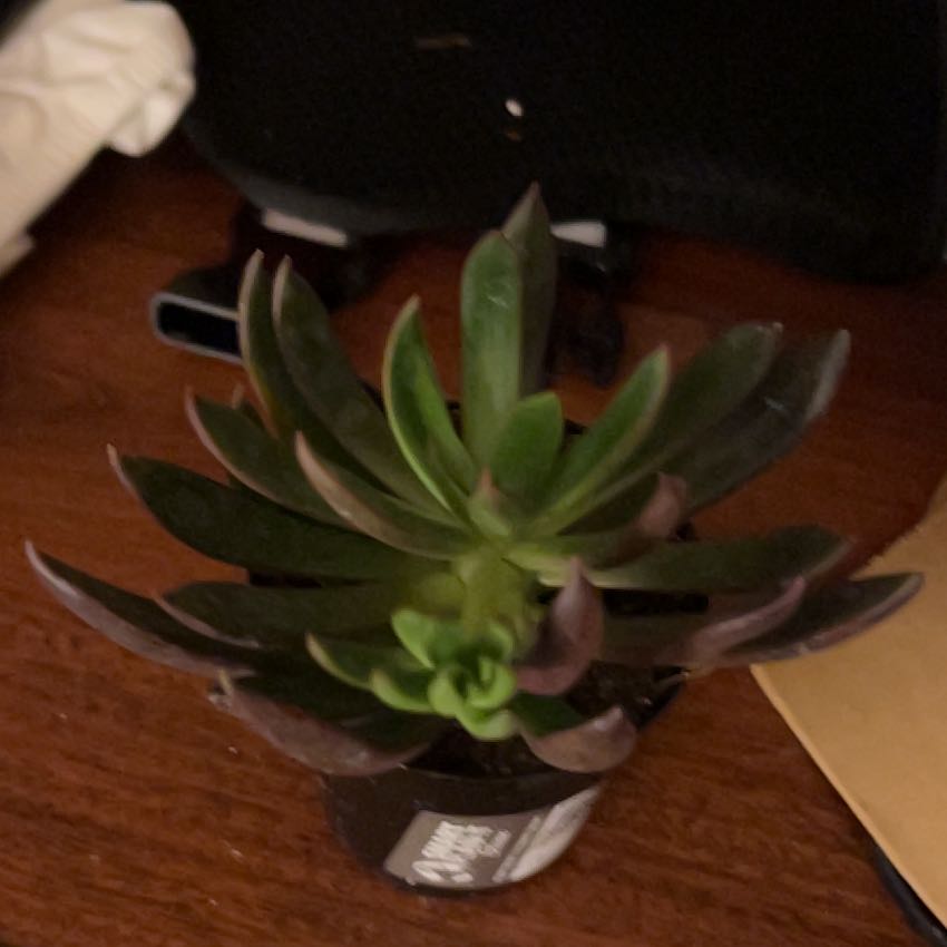 Photo of the plant species Echeveria x Raquel by @ShiningLlavea98 named Leaf Erickson on Greg, the plant care app