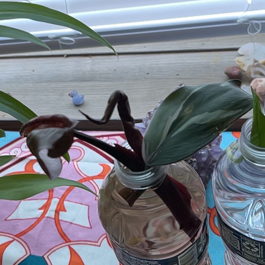 Photo of the plant species Pink Pothos by @NurseBigfoot5 named Mochi on Greg, the plant care app