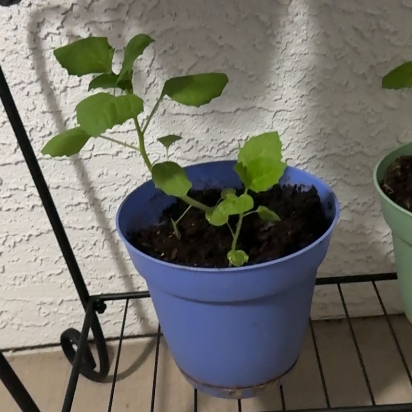 Photo of the plant species Tomatillo 'Toma Verde' by @AgreeableRye89 named LiloStitch on Greg, the plant care app