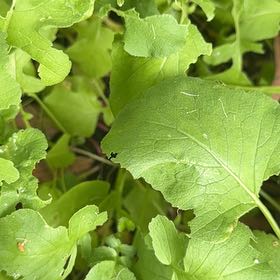 Photo of the plant species Cultivated Radish by @QuixoticOkra85 named Fernie Saunders on Greg, the plant care app