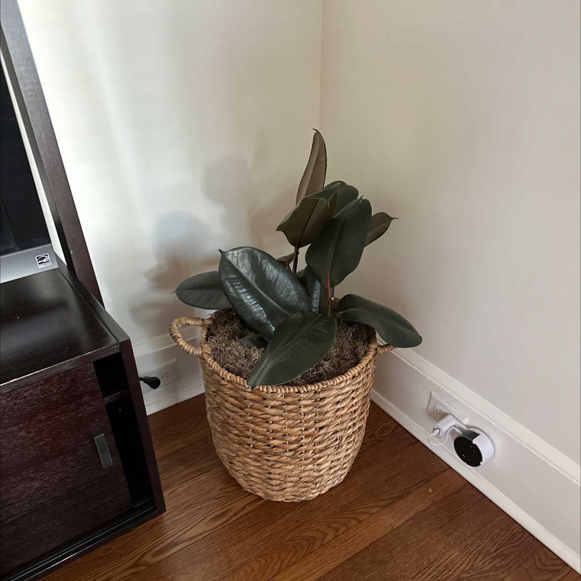 Burgundy Rubber Tree in a woven basket placed indoors, appearing healthy with dark green leaves.