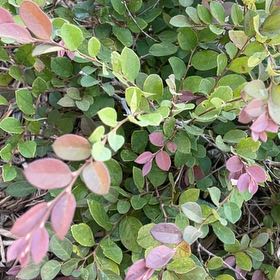 Photo of the plant species Chinese Fringe Flower by @GeniusAlbo78 named Captain Plant-it on Greg, the plant care app
