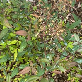Photo of the plant species Sacred Bamboo by @GeniusAlbo78 named Tree Diddy on Greg, the plant care app