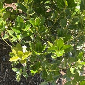 Photo of the plant species Kermes Oak by @GeniusAlbo78 named Cleopatra on Greg, the plant care app