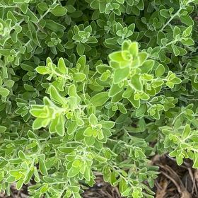 Photo of the plant species Cenicilla by @GeniusAlbo78 named Sir Plancelot on Greg, the plant care app